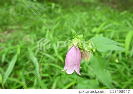 螢火蟲飛翔時螢火蟲袋盛開 115408947