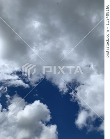 A bright blue sky with fluffy white clouds, shot from below on a summer day A bright blue sky with fluffy white clouds, shot from below on a summer day 115409166
