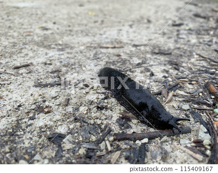 A close-up view of a black slug crawling across a gravel path A close-up view of a black slug crawling across a gravel path 115409167