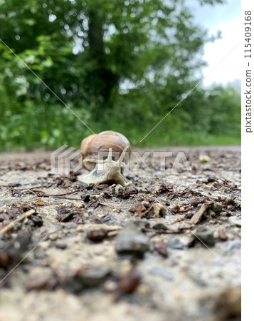 A close-up view of a snail crawling on a gravel path. The snail is in focus, with the surrounding foliage out of focus A close-up view of a snail crawling on a gravel path. The snail is in focus, with the surrounding foliage out of focus 115409168