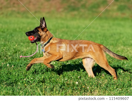 Running malinois puppy Running malinois puppy 115409607