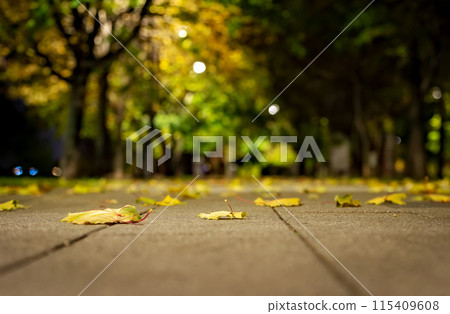 Autumn yellow leaves on the path in the night city park Autumn yellow leaves on the path in the night city park 115409608