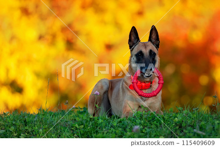 Adult Malinois with a red toy ring in the teeth Adult Malinois with a red toy ring in the teeth 115409609