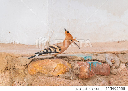 Eurasian hoopoe or Common hoopoe (Upupa epops) bird close-up on the ground Eurasian hoopoe or Common hoopoe (Upupa epops) bird close-up on the ground 115409666
