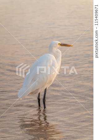 Great egret (Ardea alba), a medium-sized white heron fishing on the sea beach Great egret (Ardea alba), a medium-sized white heron fishing on the sea beach 115409671