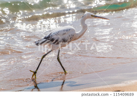 White Western Reef Heron (Egretta gularis) at Sharm el-Sheikh beach, Sinai, Egypt 115409689
