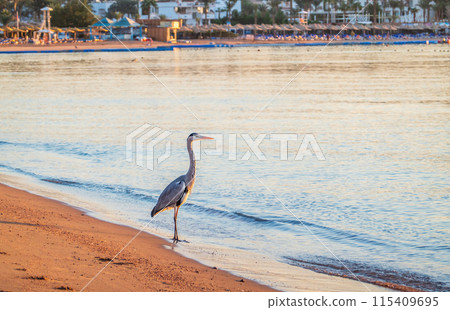 Gray heron fishing on the beach of the Red Sea. Naama Bay beach, Sharm El Sheikh, Egypt Gray heron fishing on the beach of the Red Sea. Naama Bay beach, Sharm El Sheikh, Egypt 115409695