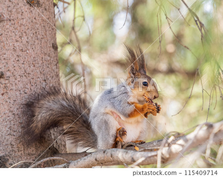 The squirrel with nut sits on a branches in the spring or summer. The squirrel with nut sits on a branches in the spring or summer. 115409714