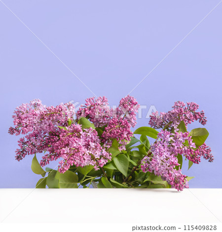 Lilac twigs with purple flowers on purple background. Spring composition of branches of flowering trees. Concept scene stage showcase for new product, banner, promotion sale, cosmetic, presentation 115409828