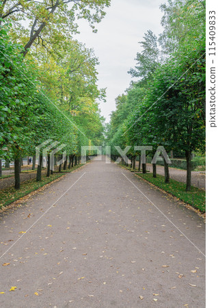 a long alley with trimmed trees in the park a long alley with trimmed trees in the park 115409833