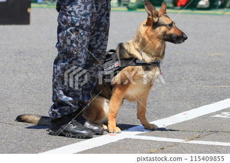 Air Self-Defense Force Guard Dog Handler and Guard Dog 115409855