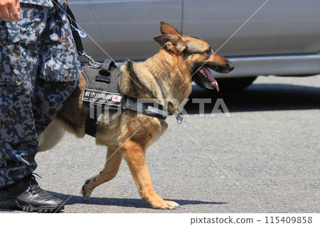 Air Self-Defense Force Guard Dog Handler and Guard Dog 115409858