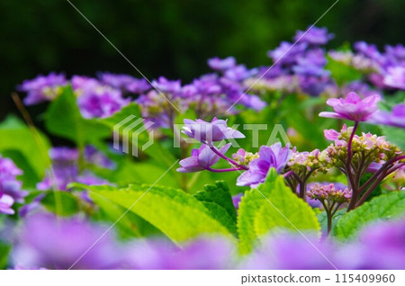被雨淋濕的紫色繡球花 115409960