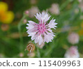 Cornflower flowers wet with rain 115409963
