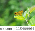 Stick to the leaves Kimadaraseseri 115409964