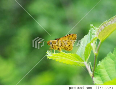 Stick to the leaves Kimadaraseseri Stick to the leaves Kimadaraseseri 115409964