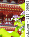 Hydrangea of the temple 115409965