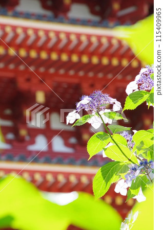 Hydrangea of the temple Hydrangea of the temple 115409965