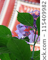 5-storied tower and hydrangea 115409982
