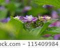 Hydrangea after rain 115409984