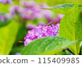 Pink hydrangea 115409985