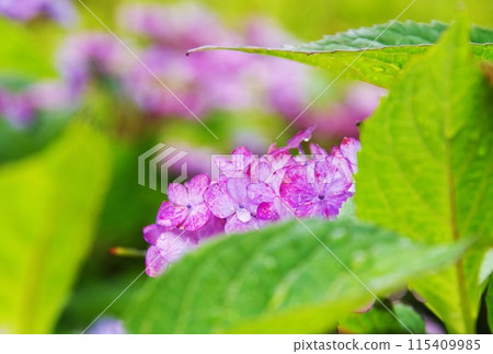 Pink hydrangea Pink hydrangea 115409985