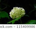 White hydrangea 115409986