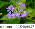 Purple hydrange wet with rain 115409987