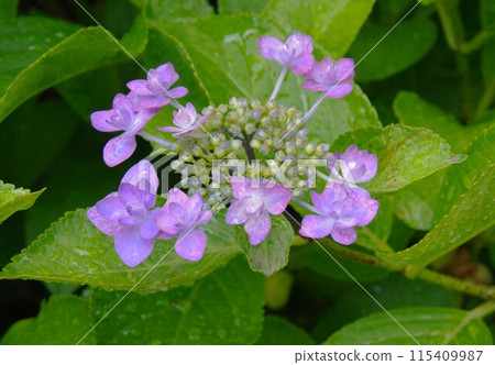 Purple hydrange wet with rain Purple hydrange wet with rain 115409987