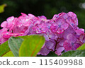 Red hydrangea wet in the rain 115409988