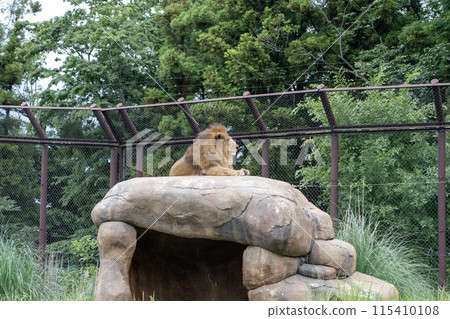 千葉市動物園的獅子 115410108