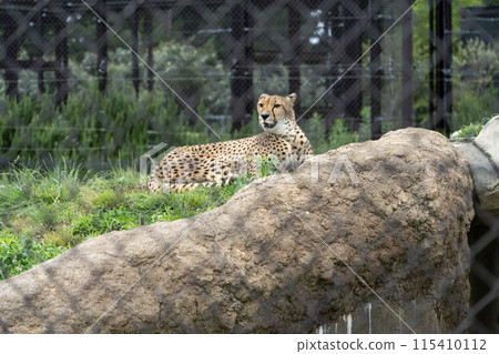 千葉市動物園的獵豹 115410112