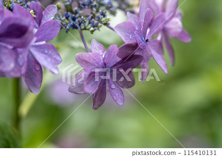 雨後的繡球花 115410131