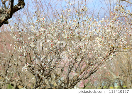 盛開的梅花 南高梅 115410137