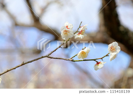 Full bloom, plum blossoms, Nanko plum 115410139