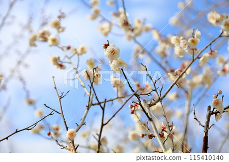 梅花盛開,蝴蝶翩翩 梅花盛開,蝴蝶翩翩 115410140