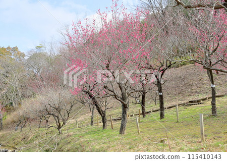 梅花盛開,小梅八重 梅花盛開,小梅八重 115410143
