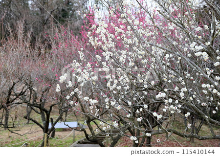 盛開梅花虎尾 盛開梅花虎尾 115410144