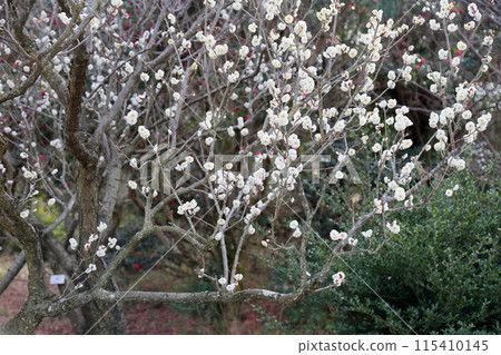 盛開梅花虎尾 115410145