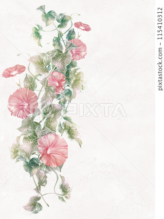 Summer morning glories growing on tangled vines Summer morning glories growing on tangled vines 115410312