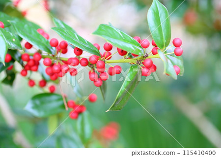 Shinigiri fruit 115410400