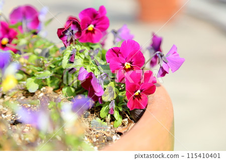 中提琴花 115410401