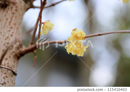 Wintersweet flowers in full bloom Wintersweet flowers in full bloom 115410403