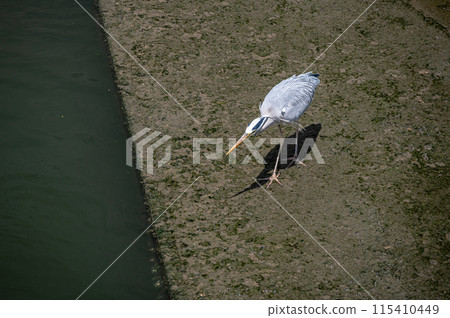 土佐堀川的灰鷺 115410449