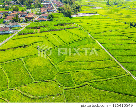 Aerial view rice field infront of Simbar Semeru volcano Aerial view rice field infront of Simbar Semeru volcano 115410549