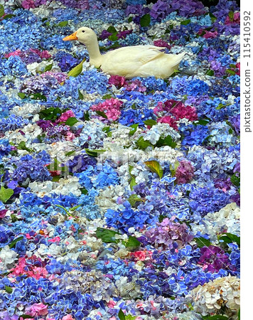 Hydrangeas and ducks floating on a pond Hydrangeas and ducks floating on a pond 115410592