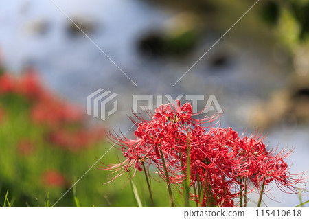 初秋，山村河岸盛開的紅蜘蛛百合 115410618