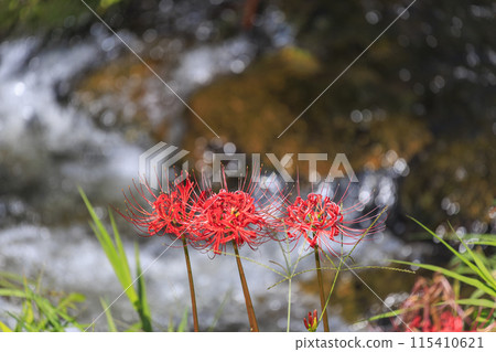 Red spider lilies blooming on the riverbank in a mountain village in early autumn 115410621