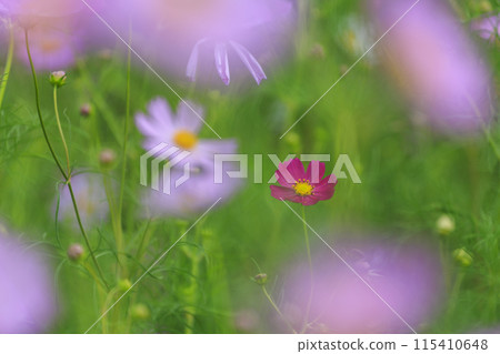 A single red cosmos flower blooming among pink cosmos 115410648