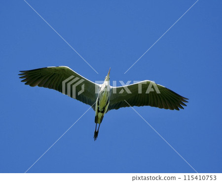 灰鷺蒼鷺 / 日本 灰鷺蒼鷺 / 日本 115410753